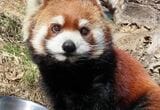 人気No.1のレッサーパンダが八景島シーパラダイスに「お嫁入り」4歳のアンコ　展示最終日の29日にお別れイベント　30日に搬出へ　長野市・茶臼山動物園|TBS NEWS DIG