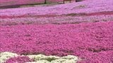 「天国！」鮮やかな花のじゅうたん…芝桜見ごろ　ジュピアランドひらた　福島・平田村　|　福島のニュース│TUF