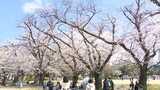 「今年も来て良かった」見頃迎えた福岡の桜　お花見日和で賑わう　|　福岡のニュース｜RKB NEWS｜RKB毎日放送