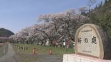 「市子桜」は残った…半世紀にわたり廃校跡に咲くサクラ並木　校舎は解体されても　島根・浜田市　|　BSSニュース | BSS山陰放送