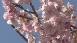 陽気は春本番　早咲きの河津桜が満開　身延町・下部リバーサイドパーク|TBS NEWS DIG