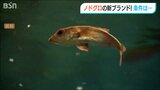 高規格な“トップ・オブ・ノドグロ” ブランド化で全国にPRへ はえ縄、刺網で獲った400g以上が条件 新潟|TBS NEWS DIG