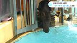 オットセイの引越し作戦決行!アシカたちと並んで見られるように 高知市の桂浜水族館 | 高知のニュース・天気|KUTV NEWS | KUTVテレビ高知