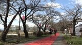 開花はあさって、見ごろは17日ごろの見込み 展勝地さくらまつり始まる 岩手・北上市|TBS NEWS DIG