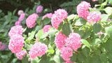 アジサイ色鮮やか見ごろ迎える 「セイヨウアジサイ」「アナベル」など35種類、約1万株=静岡・牧之原市「大鐘家」 | 静岡のニュース | SBSNEWS | 静岡放送