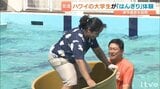「地獄です。きつい…」ハワイの大学生が松前町の伝統「はんぎり」に挑戦!伊予高校生とたらい乗りリレーで交流深める 愛媛 | 愛媛のニュース - Nスタえひめ|あいテレビは6チャンネル