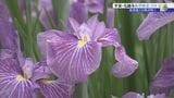 300種類、3万株のハナショウブが浄土庭園を彩る、毛越寺あやめまつり始まる 岩手・平泉町 | IBC NEWS | IBC岩手放送