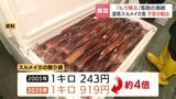 【函館】スルメイカ漁解禁も「イカがいないので、もう帰る」価格は20年前と比べて約4倍に高騰 専門家が指摘する不漁の要因 | 北海道のニュース|HBC北海道放送