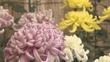 大分市菊花展はじまる 丹精込めて育てた約300点展示 | 大分のニュース|OBS NEWS|大分放送