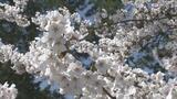【満開情報くわしく】今日の弘前の桜「完璧だ」弘前公園内でソメイヨシノが満開に　絶好の花見日和の「弘前さくらまつり」　“桜の城”弘前城や“津軽富士”岩木山との競演など　心を奪われる絶景多数【2026年4月17日】|TBS NEWS DIG