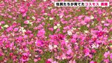 「初めて来たんですけど感動しました」まるで“ピンクの絨毯” 住民たちが育てたコスモス咲き誇る 高知・宿毛市 | 高知のニュース・天気|KUTV NEWS | KUTVテレビ高知