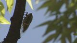 6日は各地で35℃を超える猛暑日予想 三重には熱中症警戒アラート 岐阜市で36℃予想 暑さに警戒を | 名古屋・愛知・岐阜・三重のニュース【CBC news】 | CBC web