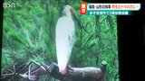 佐渡の“トキ”は山形や福島でも確認 3県知事が『トキ保護センター』を視察 新潟県|TBS NEWS DIG