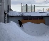 市の中心部 住宅街にクマ…中学校に侵入の緊迫画像 警察と消防が100人態勢で警戒(山形・新庄市) | 山形のニュース│TUYテレビユー山形