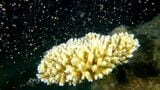 奄美大島でサンゴの産卵 神秘的な世界海中に 鹿児島 | 鹿児島のニュース|MBC NEWS|南日本放送