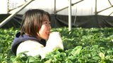 家族連れなどイチゴ狩り楽しむ　週末の晴天で一気に色づき進む　長野市　|　SBC NEWS | 長野のニュース | SBC信越放送