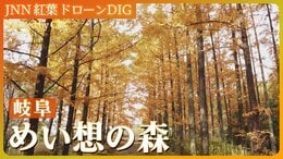 メタセコイアの並木道【JNN 紅葉ドローンDIG 2024】|TBS NEWS DIG