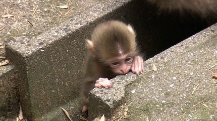 愛くるしいニホンザルの赤ちゃん 母ザルにぴったりくっつく【岡山
