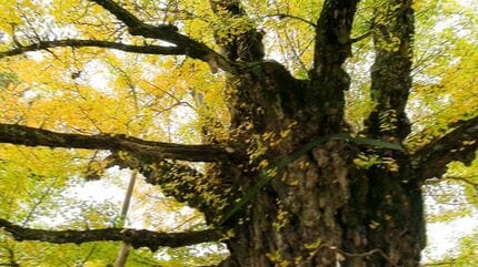 樹齢は約880年 高さは約10メートル 久米南町の誕生寺「逆木のイチョウ 