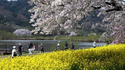 満開の桜×菜の花“春の二重奏” 上堰潟公園を彩る450本の桜と160万本の