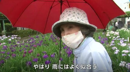 雨に濡れ鮮やかさを増すハナショウブ “かわつ花菖蒲園”で95種類・約1万