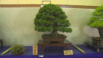 丹精込めた盆栽が勢ぞろい 「全沖縄盆栽展」5月19日までうるま市で開催