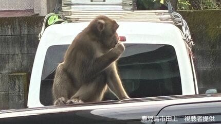 サルが車の上に」鹿児島市の住宅街で目撃情報あいつぐ 注意点は