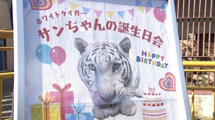 池田動物園のホワイトタイガー「サンちゃん」が16日に13歳の誕生日
