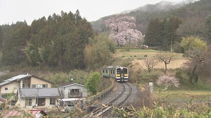 みちのくの『春告げ桜』戸津辺の桜は早くも満開 福島・矢祭町 | 福島の