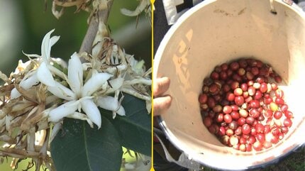 義父が植えた13本の苗から始まった農園 コーヒー好きが高じ農家に転じ