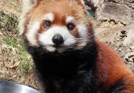 人気No.1のレッサーパンダが八景島シーパラダイスに「お嫁入り」4歳のアンコ　展示最終日の29日にお別れイベント　30日に搬出へ　長野市・茶臼山動物園|TBS NEWS DIG