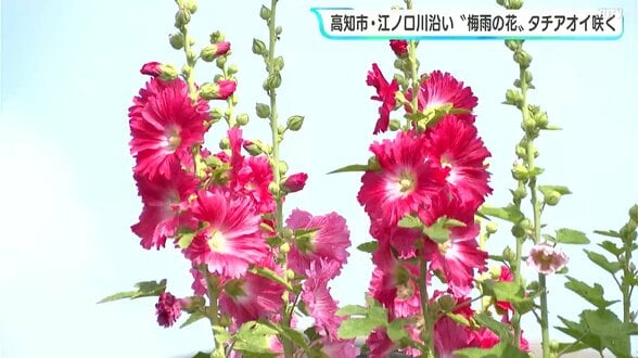 「毎年きれいに咲いているなと」“梅雨の花”タチアオイが咲く　高知市・江ノ口川沿い　|　高知のニュース・天気｜KUTV NEWS | KUTVテレビ高知