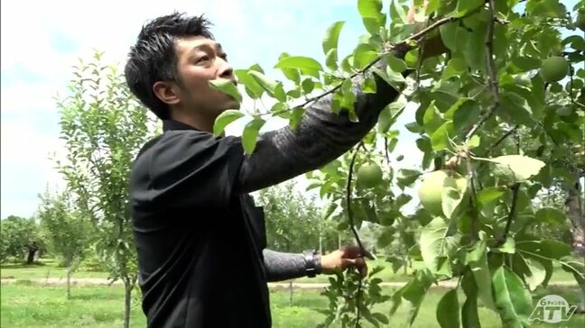 リンゴの実のつき具合調べる青森県の「着果状況調査」はじまる 着果量などを調べ農家を指導 リンゴ農家「いいリンゴにして、おいしいリンゴを作りたい」|TBS NEWS DIG