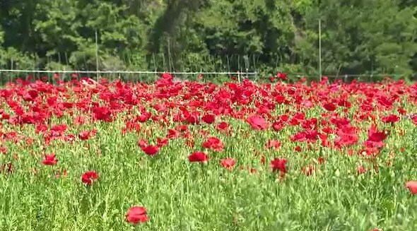 青空のもと、一面に咲く赤い花…長野・喬木村でポピーの花が見ごろ…31年前から遊休農地を活用して栽培…地元の人たちが大切に育てる|TBS NEWS DIG