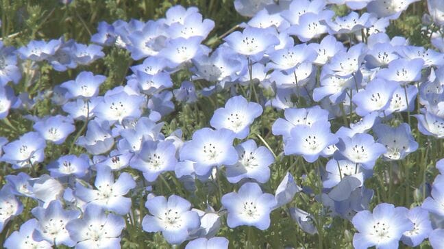 【GWおすすめスポット】35万本の可憐なネモフィラが咲き誇る　おかばる花公園　大分市　|TBS NEWS DIG