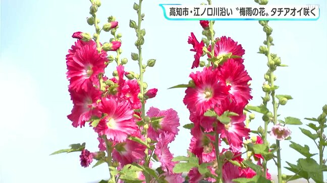 「毎年きれいに咲いているなと」“梅雨の花”タチアオイが咲く　高知市・江ノ口川沿い|TBS NEWS DIG
