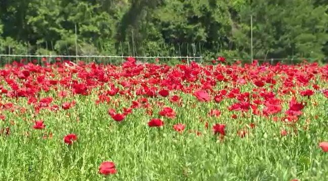 青空のもと、一面に咲く赤い花…長野・喬木村でポピーの花が見ごろ…31年前から遊休農地を活用して栽培…地元の人たちが大切に育てる|TBS NEWS DIG
