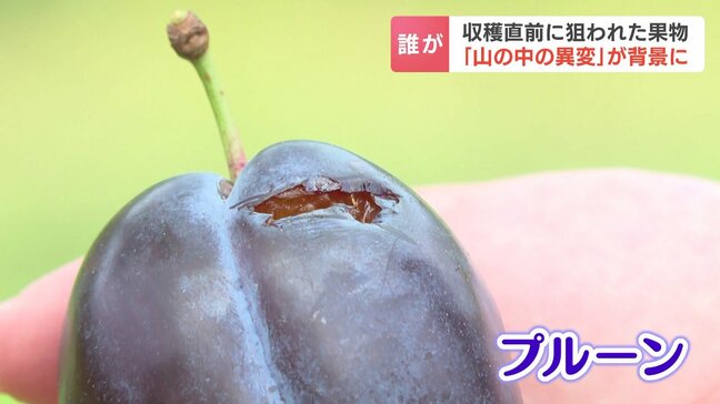 食害はクマの他にも…ブドウやプルーンが収穫直前に全滅“犯人”はヒヨドリ 専門家が指摘する「山の中の異変」北海道岩見沢市|TBS NEWS DIG