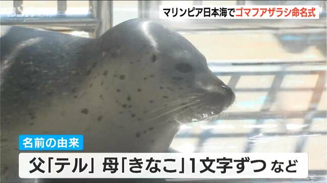 6年ぶりに生まれたゴマフアザラシ 名前は『ルナ』に マリンピア日本海|TBS NEWS DIG