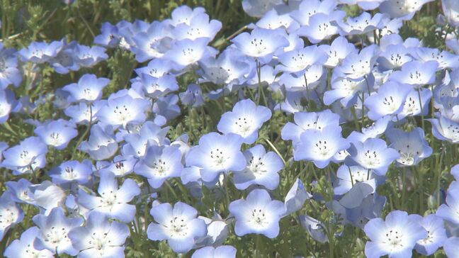 【GWおすすめスポット】35万本の可憐なネモフィラが咲き誇る　おかばる花公園　大分市　|TBS NEWS DIG