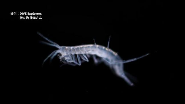 “感激”の発見　海底の洞窟で“カンゲキ”に潜む新種のヨコエビ　南大東島|TBS NEWS DIG