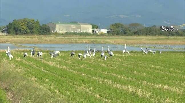 今季初 鹿児島で高病原性鳥インフルエンザ検出 出水市の野鳥のねぐら・河川の水から|TBS NEWS DIG