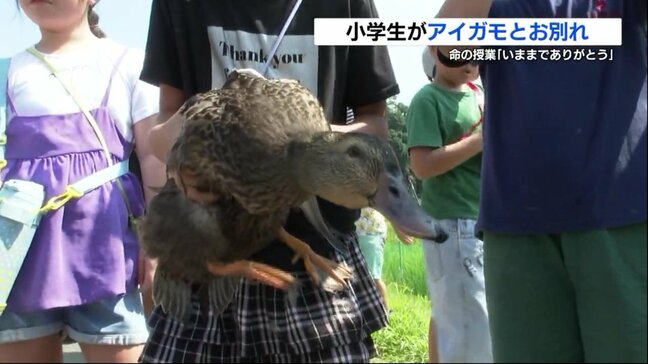 「さようなら」稲を守ったアイガモとの別れ　夏を共に過ごしたヒナと子どもたち　熊本|TBS NEWS DIG