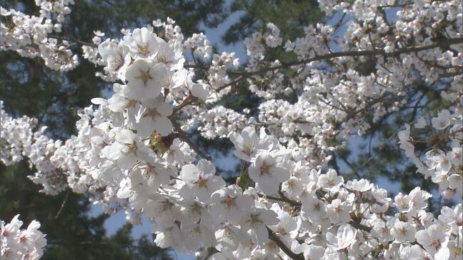 【満開情報くわしく】今日の弘前の桜「完璧だ」弘前公園内でソメイヨシノが満開に　絶好の花見日和の「弘前さくらまつり」　“桜の城”弘前城や“津軽富士”岩木山との競演など　心を奪われる絶景多数【2026年4月17日】|TBS NEWS DIG