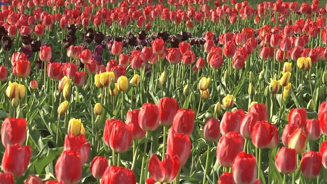 色鮮やかな約6300本のチューリップが見頃　岩手・矢巾町岩清水の大坊さん方の畑|TBS NEWS DIG
