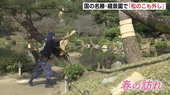 「暖かい春を楽しんでもらえたら」春の訪れを告げる「松のこも外し」　国の名勝・縮景園　広島市|TBS NEWS DIG