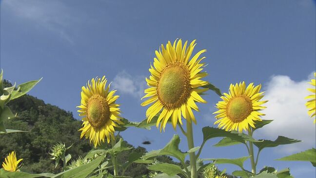 志摩市の観光農園でヒマワリが見頃に 3000平方メートルの敷地に植えられた約10万本 訪れた多くの人が散策を楽しむ 三重|TBS NEWS DIG