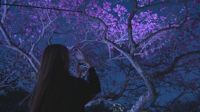 【写真16枚】幻想的なライトアップ「今帰仁グスク桜まつり」 夜桜を楽しむ人たちでにぎわう|TBS NEWS DIG