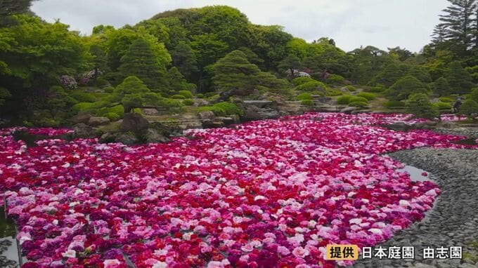 3万輪のボタンが池一面に…圧巻「池泉牡丹」　今年はバラとの競演も　GW初日から賑わう「由志園」で開催|TBS NEWS DIG