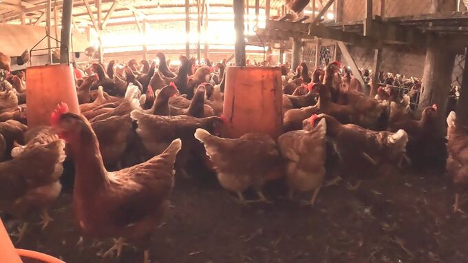 鶏卵の「平飼い」偽装のみやぎ農園　ワンマン経営が原因か 外部弁護士が調査結果を発表|TBS NEWS DIG
